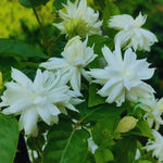 Jasmine Flower Plants Live, Jasmine Plants Indoor Live, 5 to 8 Inc Tall, Jasmine Live Plants Growing Perennial All Year