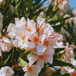 Oleander Plants Live, 2 Plants, 5 to 7 Inches Tall, Dwaft Salmon Oleander Live Plants Easy to Plant Growing, Zone 8 to 10