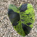 Colocasia Elephant Ears Live Plant, Alocasia Plant, Esculenta Taro Live Houseplant, 5-7 Inc Tall (Green Black Leaf)