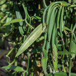 Rare Variegated Vanilla Bean Orchid Live Plant 1 Year Old Potted, Outdoor Fragrant Beans Vanilla Plant, 5 to 7 Inches in Tall Spring Planting, No CA