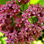 Pack 2 Milkweed Live Plants, Butterfly Milkweed Shrub, Asclepias Tuberosa Plants 4-8 Inches (Pink)