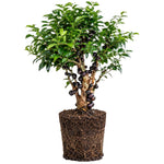 Black Jaboticaba Tree Live Plant, 1 Feet Tall, Tropical Fruit Tree for Garden, Patio Pots