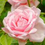 Climbing Roses Live Plants, Rose Bushes Ready to Planting, No Pot, Cut Back, Well Rooted, 6-8 Months Old (New Dawn)