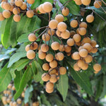 Longan Fruit Tree Live Plant, Longan Tropical Fruit Tree, 5-9 Inch Tall Starter Plant