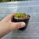 Pack 6 Green Venus Flytraps Plants Live, Starter Plants Fly Trap Dionaea Muscipula for Growing