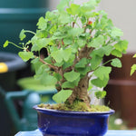 5 Ginkgo Biloba Trees Bare Roots, Yellow Ginkgo Tree Seedlings 6-12 Inches, Cold Hardy Shade Trees for Outdoor Garden