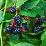 2 Sweet Pie Thornless BlackBerry Plants Live for Planting 5 to 8 Inch Tall, BlackBerry Bush Live Plant, Thornless Blackberries Live Plants