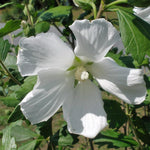 1 Rose of Sharon Live Plant 6 to 13 Inch Tall, Althea Hibiscus Plant Live, in Pot, Fragrant Hibiscus Syriacus Bush (White Rose of Sharon Bush)