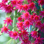Easter Cactus Plants Live, Vibrant Color, Size 5-9" in Tall, No Pot, Spring Bloom Housplant Indoor Outdoor Succulent Cacti (Pink)