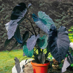 Black Colocasia Elephant Ear Plants Live 4–7 Inches Tall, Taro Alocasia Tropical Foliage Plants for Outdoor Garden Home Decor