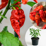 Bhut Jolokia Pepper Plants Live for Planting, Red Pepper Seedlings from 4 to 6 Inches Tall, Starter Plant for Vegetable Garden, 2 Plant Per Pot