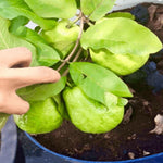 Sweet White Guava Tree Live Plant for Outdoor Planting, Tropical Fruit Tree Fragrant and Sweet, Starter Size, 5-9" in Tall