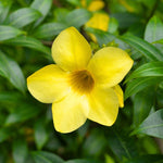 3 Dwarf Allamanda Plant Live, Yellow Allamanda Flower Plant, Tropical Yellow Flowering Plants for Outdoor Garden and Container Growing, No Pot