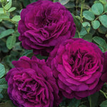 Climbing Rose Live Plant Well Rooted, No Leaf, Ready to Plant Indoor Outdoor, Climber Rose Bush, Hybrid Tea Rose Like, Very Fragrant, Long Bloomer (Purple)