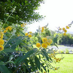 Yellow Buddleia Butterfly Bush Plant Live, 5-9" in Tall, No Pot, Perennial Bushes Ready to Plant in Spring Outdoor Gardening, Dormant in Winter