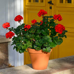 4 Red Geranium Plants Live, No Pot, Geranium Live Plants from 5 Inc Tall Starter Plants