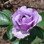 Rose Live Plant, Roses Flower Plant, Fragrant Flower for Planting, 4-6 Inches Tall, Bush Shrub Plants, Well Rooted, Ready to Grow (Orange Rose)