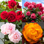 Pack 2 Mix Climbing Rose Live Plants Bushes Fragrant Well Rooted - No Leaf - Cut Back for Summer Planting (Assorted of Yellow, Pink, Red or White)