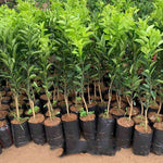 Fragrant Clementine Tree Live Plant, Citrus Fruit Tree in 1 Gallon Pot, Sweet Mandarin Orange Plant for Patio Container Garden, Zones 9-11