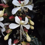 Smithianum Light Wallichii Clerodendrum Plants Live, Starter Size 5-9" in Tall, White Blooms Planting Ornaments Perennial Gardening, Spring Bloom
