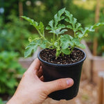 2 Red Watermelon Plants Live, 4'' Pot, Watemelon Fruit Garden Starter Plant