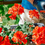 2 Orange Geranium Plants Live, Geraniums Live Plants, Colorful Flowering Plants for Garden, Patio, or Hanging Baskets, 5-9" Tall, No Pot