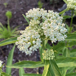 4 White Milkweed Plants Live 4-9 Inc Tall, Tropical Milkweed Plants Well Rooted, Outdoor Growing