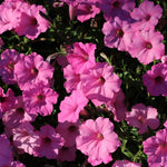 5 Pink Mexican Petunia Plant Live, Planting Ornaments Garden Perennials Simple to Grow Pots Gift