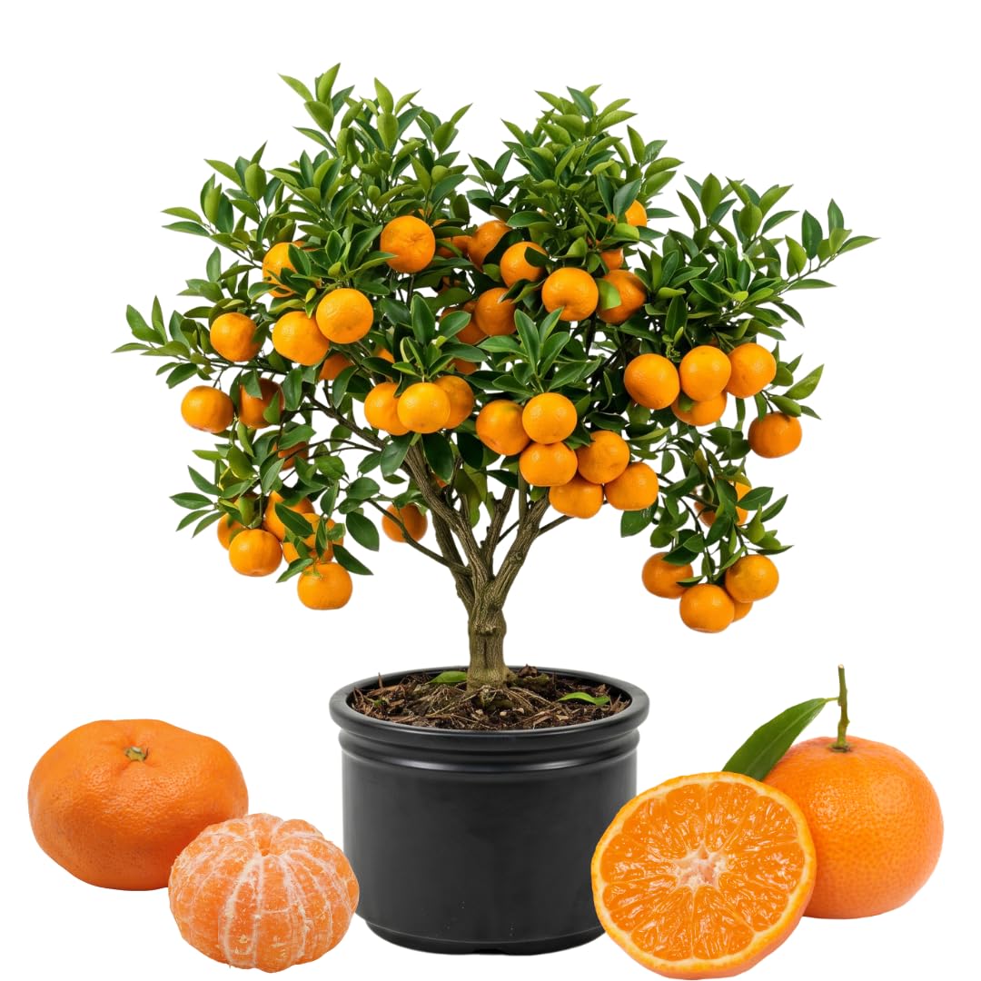Sweet Mandarin Orange Tree, 1-2 Feet Tall in 1 Gallon Pot, Sweet Citrus Fruit Tree for Patio and Outdoor Garden