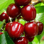 2 Live Acerola Barbados Cherry Trees, 5-10 Inch Tall Fruit Plants for Ornamental Garden, No Pot, Spring Planting