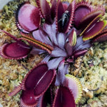 Pack 6 Short-Toothed Red Venus Flytraps Plants Live, Starter Plants Fly Trap Dionaea Muscipula for Growing