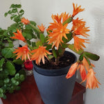 Pack of 2 Orange Easter Cactus Plants, Holiday Cactus Flower Plant Succulent, Size 4 to 7 Inch, Without Pot, Easter Cactus Live Plant
