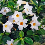 2 White Mandevilla Plants Live 4–7" Tall, Live Mandevilla Flowering Tropical Vines for Patio, Containers and Backyard Landscaping
