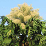 Palm Tree Live Plant, Fully Rooted in 3 Gallon Pot, Rare Tropical Plant Live for Indoor or Outdoor Growing, Huge Green Leaves