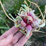 Set 200 Egyptian Walking Onion Seeds, Walking Onion Seeds for Planting, Perennial Hardy Onions Seed for Indoor Outdoor Growing