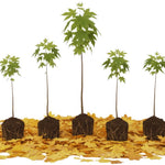 5 Sycamore Tree Plant Bare Roots, 1 to 2 Feet Tall, Sycamore Shade Bare Roots, Shrub Bush Garden