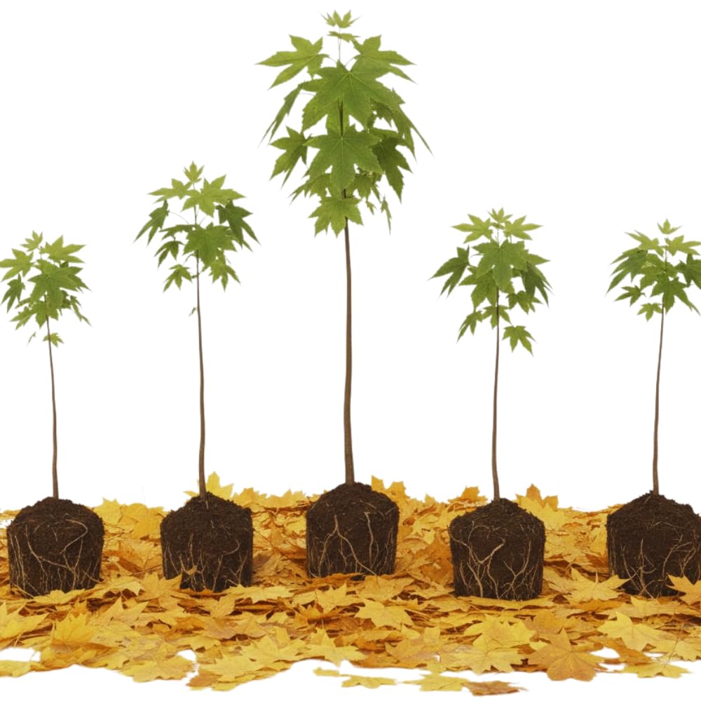 5 Sycamore Tree Plant Bare Roots, 1 to 2 Feet Tall, Sycamore Shade Bare Roots, Shrub Bush Garden