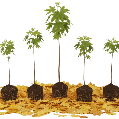 5 Sycamore Tree Plant Bare Roots, 1 to 2 Feet Tall, Sycamore Shade Bare Roots, Shrub Bush Garden