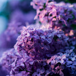 Common Lilac Tree Live Plant for Outdoor Spring Planting, 1 Year Old Tree 6-12" Tall in Quart Pot, Purple Lilac Trees