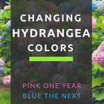 Set 2 Hydrangea Live Plants, White and Pink Hydrangea Bushes Shrubs Trees Live Plants in 2.5" Pot, 5-10" Live Hydrangea Well Rooted for Planting
