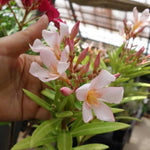 Oleander Plants Live, 2 Plants, 5 to 7 Inches Tall, Dwaft Salmon Oleander Live Plants Easy to Plant Growing, Zone 8 to 10