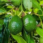 Live Dwarf Avocado Tree Plant in 3 Gallon Pot, Cold Hardy Avocado Tree 2-3 Ft Tall, Ready to Bear Fruits
