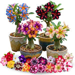 02 Mixed Desert Rose Live Plants, Starter Adenium 3-6 Inches Tall, No Pot, No Flower, Tropical Flowering Succulent Plants for Indoor Outdoor Growing