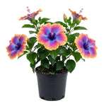 Set of 7 Purple Yellow Hibiscus Cuttings, Hibiscus Flowers Plants, Tropical Flower Plant for Outdoor Gardening