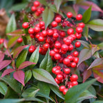Domestic Nandina Shrub, Ornamental Nandina Plant Live to Grow 6 to 9 Inch Tall, Nandina Live Plant in 2.5 Inc Pot