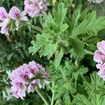 2 Pots Citronella Plants, Live Citronella Plants for Outdoors Indoors Garden, Perennial Fragrant Herb Leaves Plant