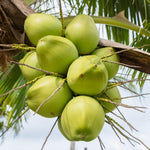 Live Green Coconut Tree Plant, Sprouted Coconut, Tropical Fruit Tree, 6-8 Inch Tall for Outdoor Growing
