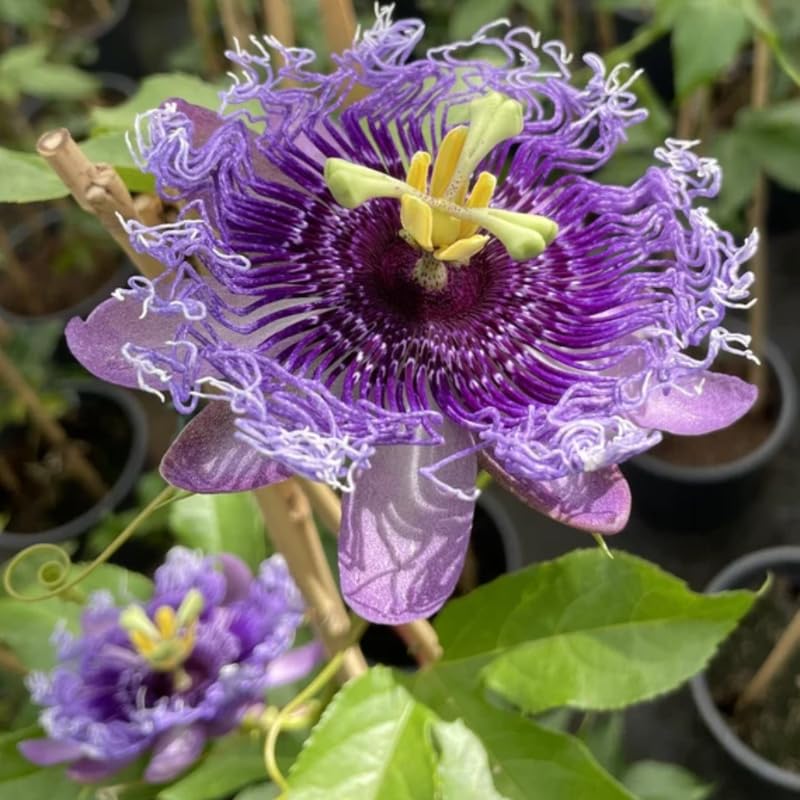 Light Lavender Passion Flower Plant Live, Passiflora Flowering Vine, Trailing Passion Flowers 4 to 8 Inch Tall