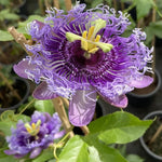 Passion Flower Plant Live, Passiflora Flowering Vine, Trailing Passion Flowers 4 to 8 Inch Tall