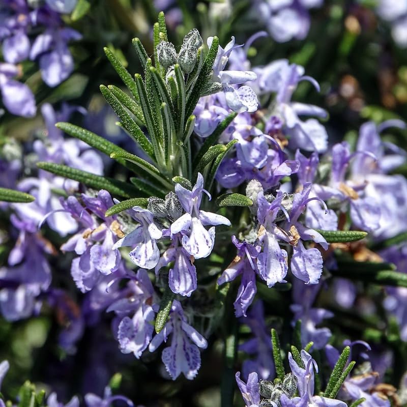 6 Live Rosemary Plants, Blue Rosemary Herb Plants 4-6" Tall for Outdoor Garden or Pots